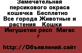 Замечательная персикового окраса кошечка. Бесплатно - Все города Животные и растения » Кошки   . Ингушетия респ.,Магас г.
